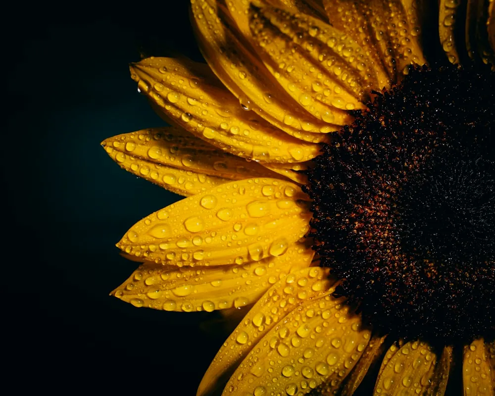 Sunflower Oil